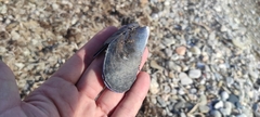 Mytilus edulis