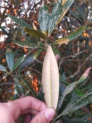 Rhododendron pseudochrysanthum
