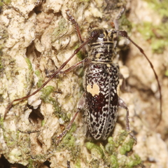 Hybolasius sticticus