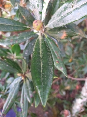 Rhododendron pseudochrysanthum