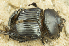Phanaeus triangularis triangularis