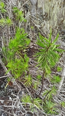 Darwiniothamnus tenuifolius
