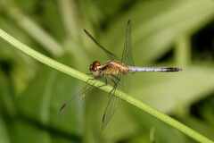 Erythrodiplax paraguayensis