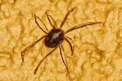 Acariformes