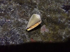 Conus flavidus