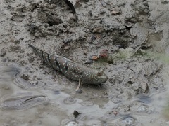 Boleophthalmus boddarti