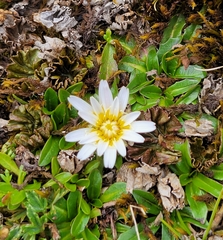 Hypochaeris sessiliflora