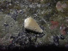 Conus flavidus
