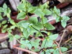 Mecardonia procumbens