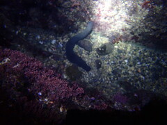 Holothuria leucospilota