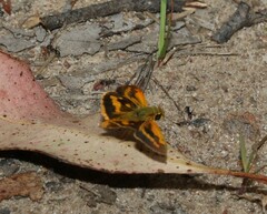 Ocybadistes walkeri sothis