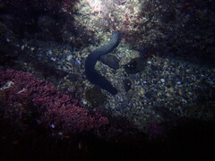 Holothuria leucospilota