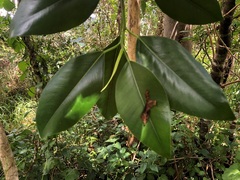 Ficus rubiginosa