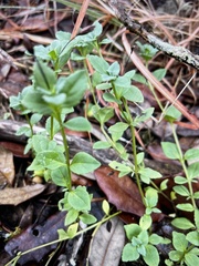 Mecardonia procumbens