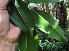 Ficus rubiginosa
