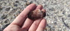 Barbatia barbata