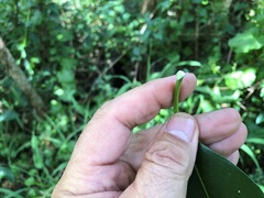 Ficus rubiginosa