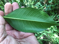 Ficus rubiginosa