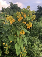 Senna bicapsularis