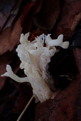 Clavulina rugosa