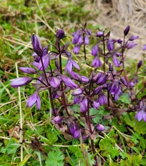 Gentianella rapunculoides