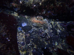 Octopus sinensis