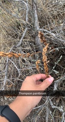 Castilleja thompsonii