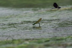Calopteryx xanthostoma