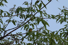 Leiothlypis ruficapilla