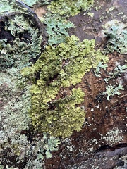 Melanelixia subaurifera