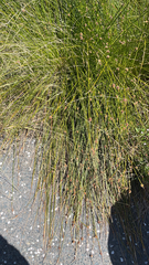 Apodasmia similis