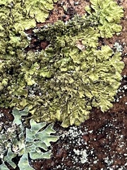 Melanelixia subaurifera