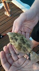 Stephanolepis diaspros