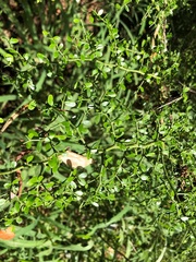 Everistia vacciniifolia nervosa