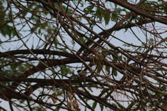 Psaltriparus minimus