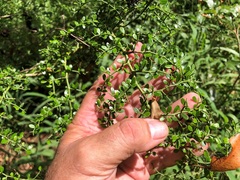 Everistia vacciniifolia nervosa