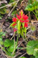 Castilleja fissifolia