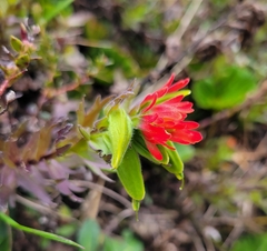 Castilleja fissifolia