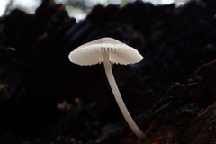 Mycena carmeliana