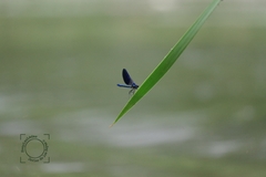 Calopteryx xanthostoma