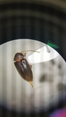 Ptilodactyla