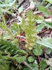 Horkelia cuneata puberula