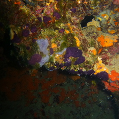 Adeonidae