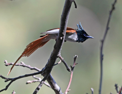 Terpsiphone paradisi