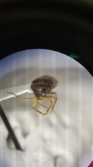 Ptilodactyla