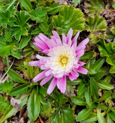 Hypochaeris sessiliflora