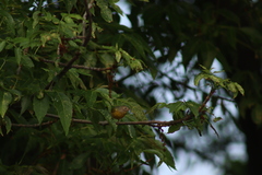 Leiothlypis ruficapilla