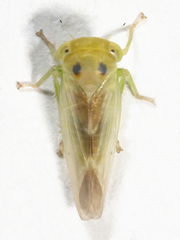 Populicerus