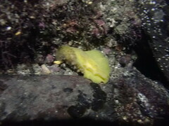 Sclerodoris apiculata