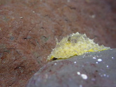 Sclerodoris apiculata